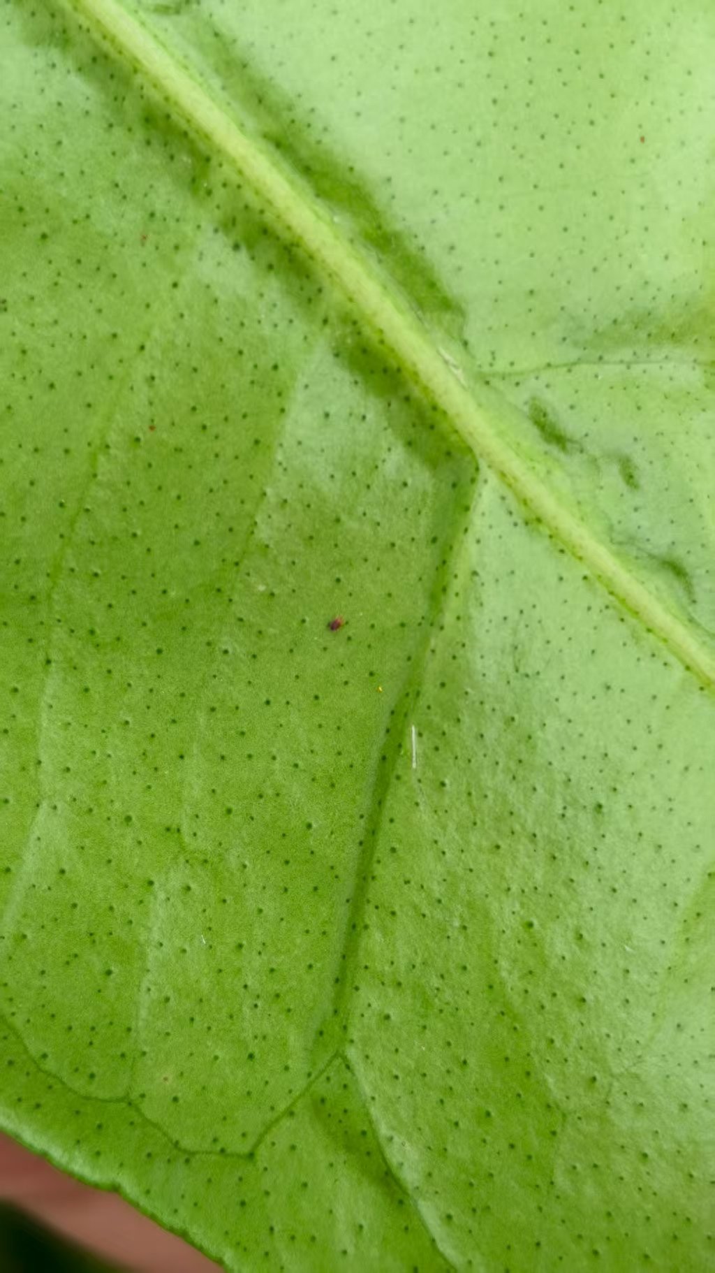 黑（hēi）菌蟲爆發怎麽辦？9月高發期4招防控+3個速殺配方詳解